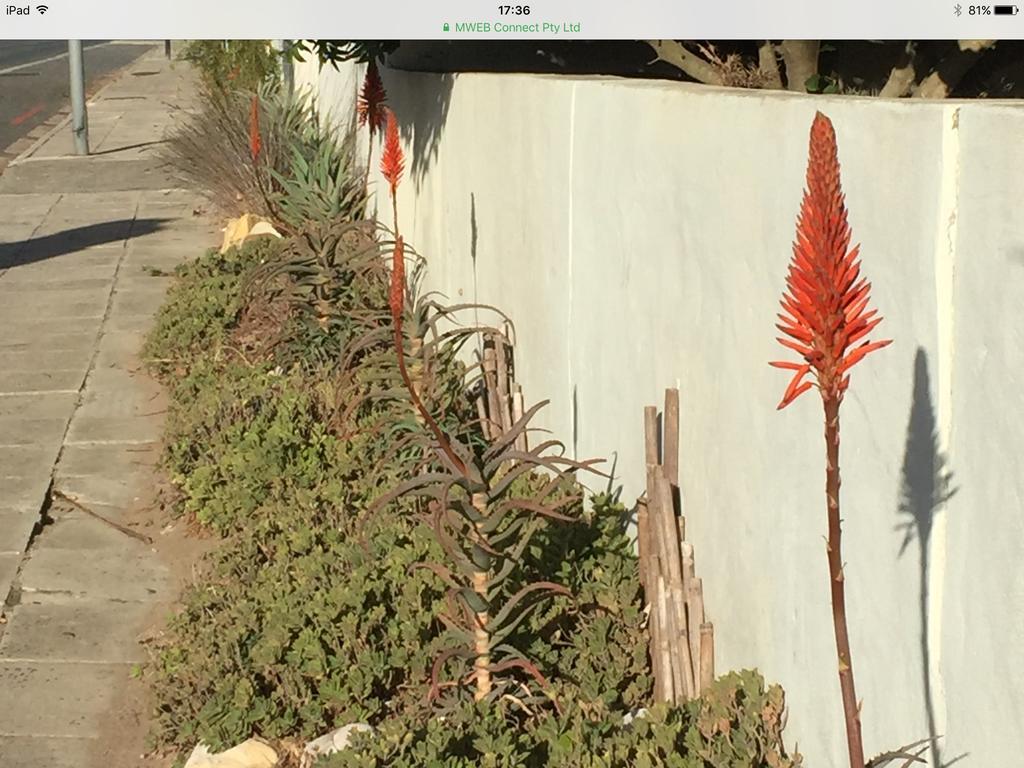 77 On 7Th Street Apartment Hermanus Exterior foto